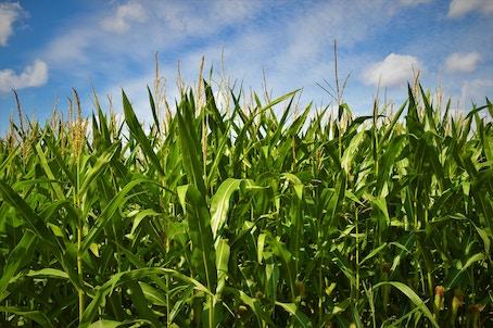 Why we dont use propylene glycol