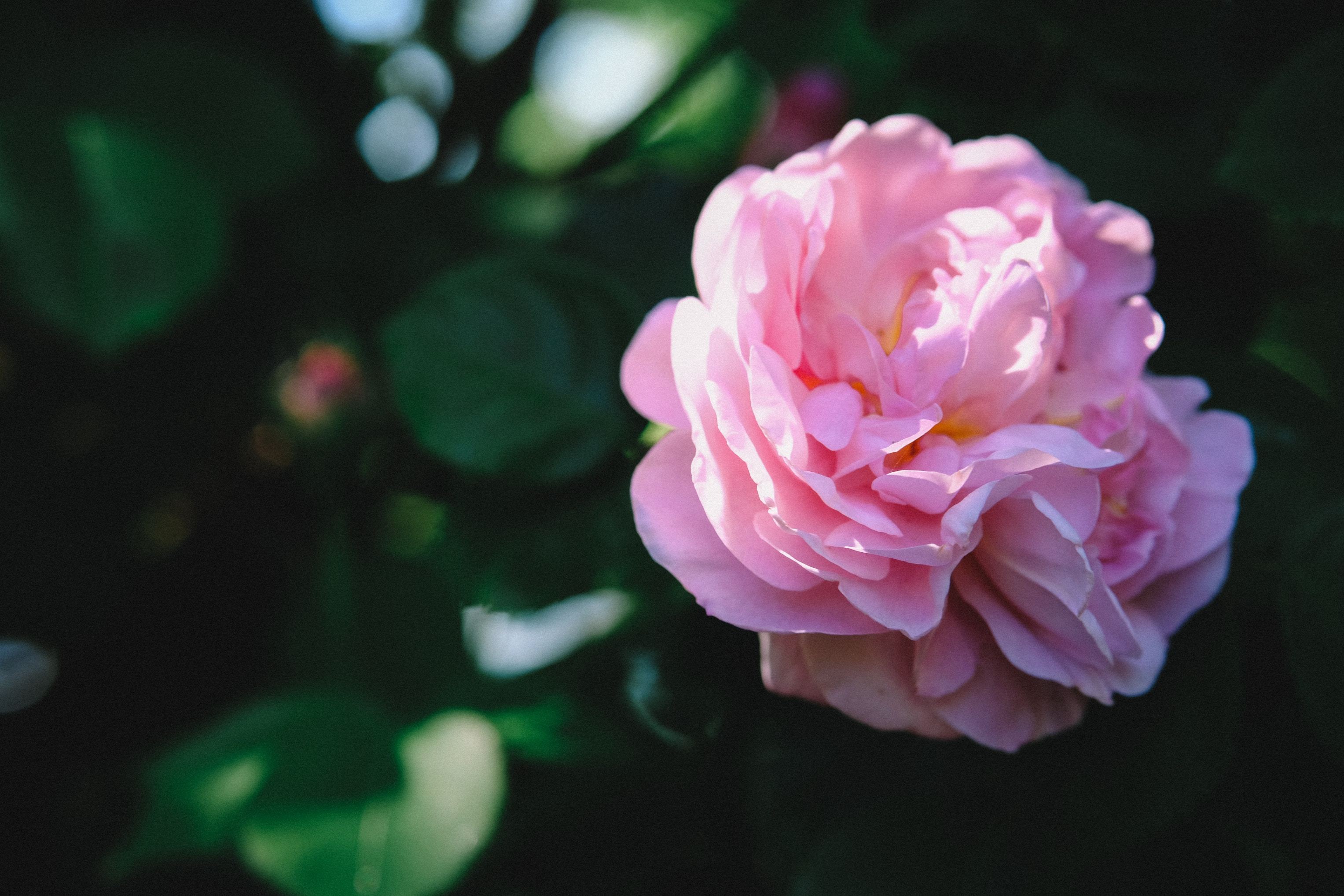 Why Artificial Fragrance is Something to Avoid
