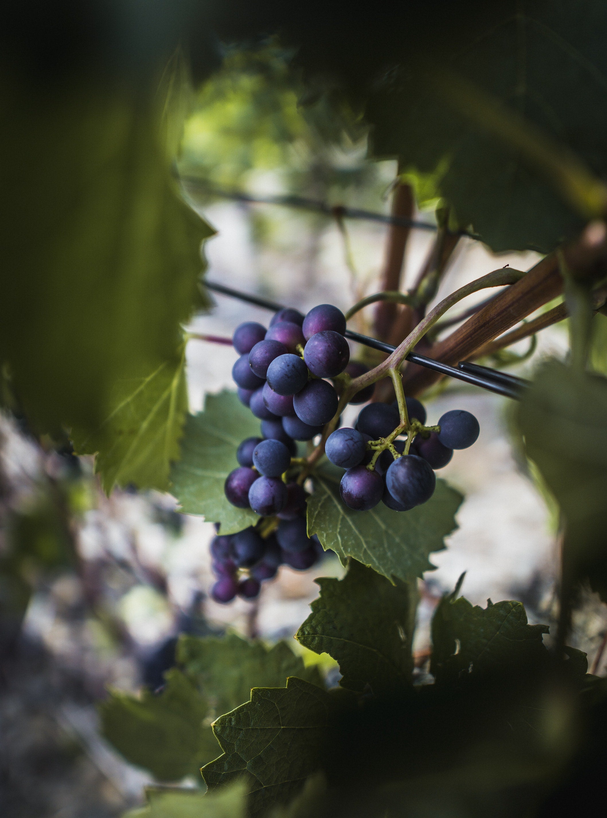 Spotlight on Ingredients: Grapeseed Extract
