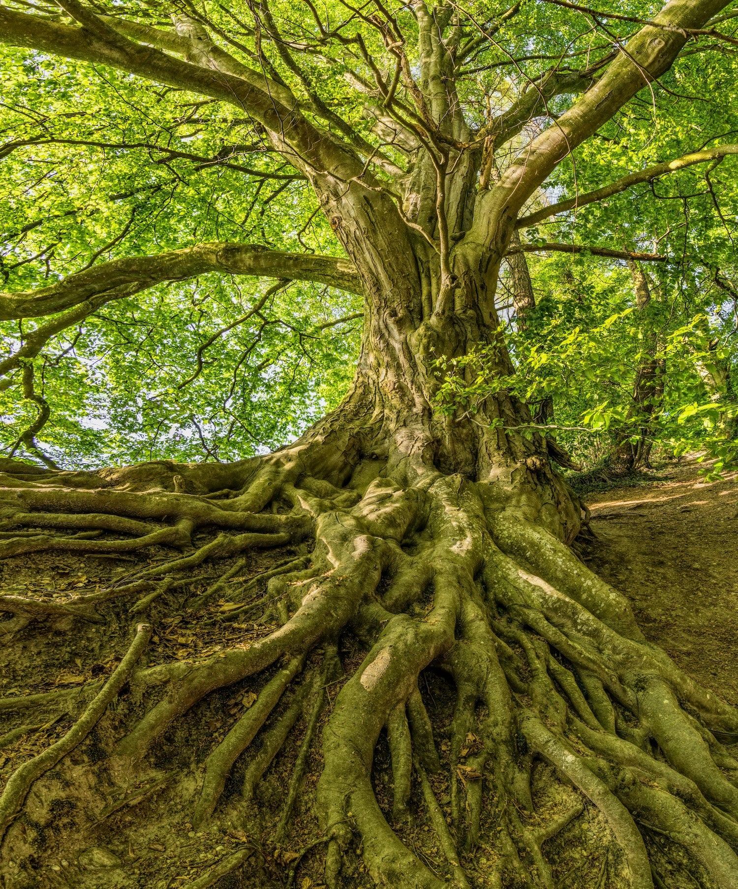 A tree