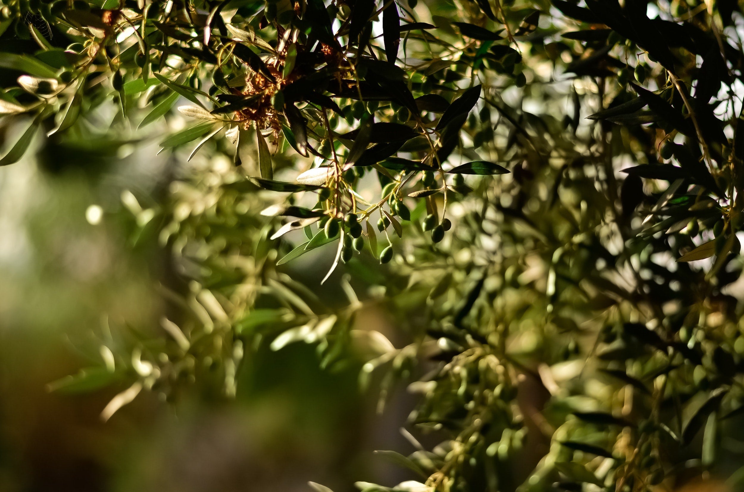 Spotlight on Ingredients: Squalane | Velettà skincare