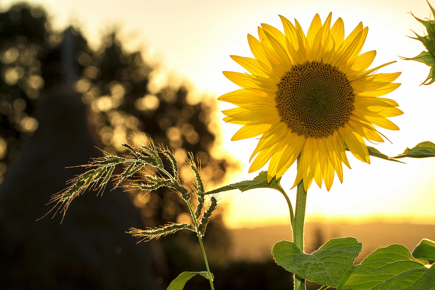 Why you should wear sunscreen