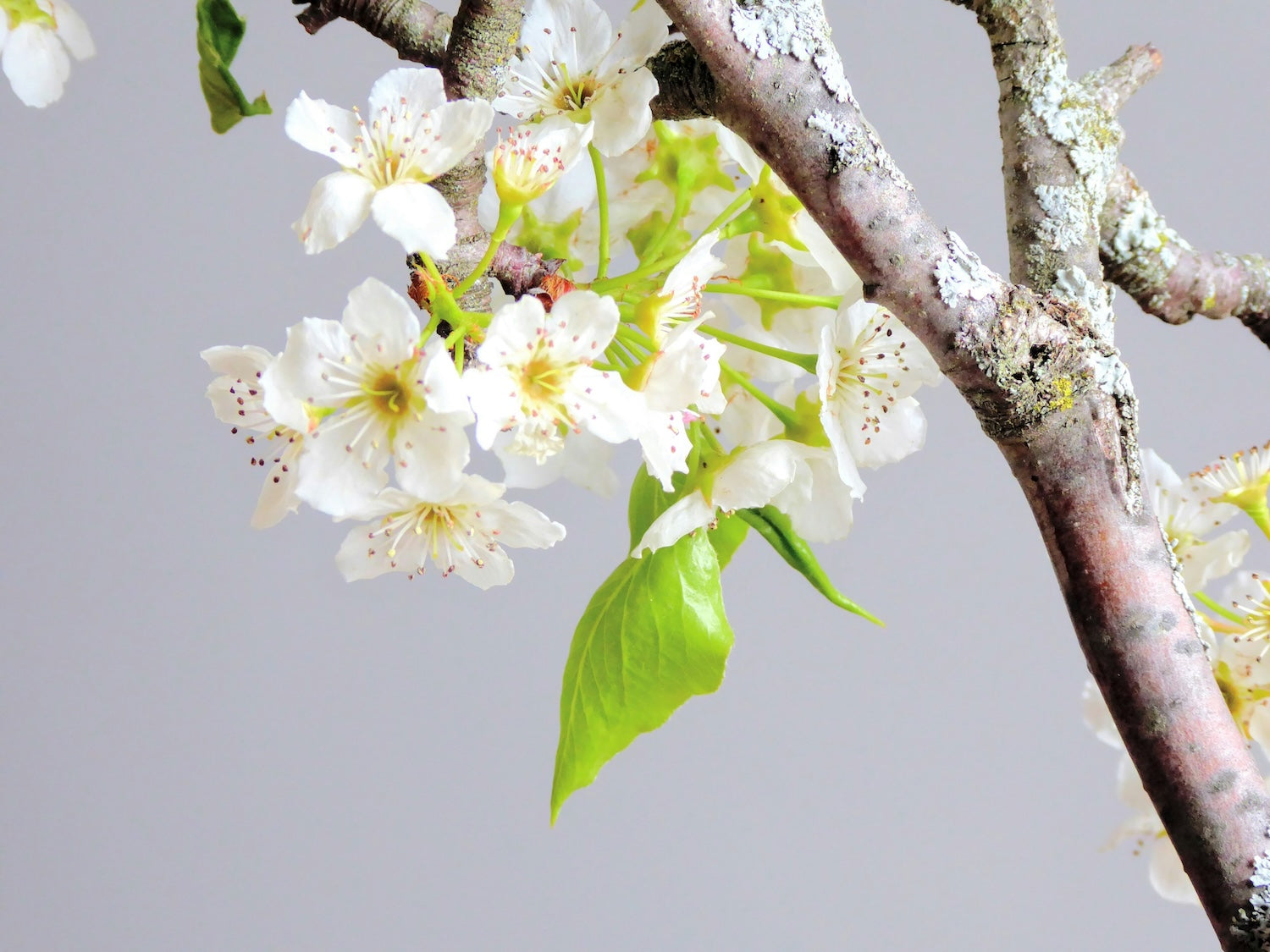 spring blossom 