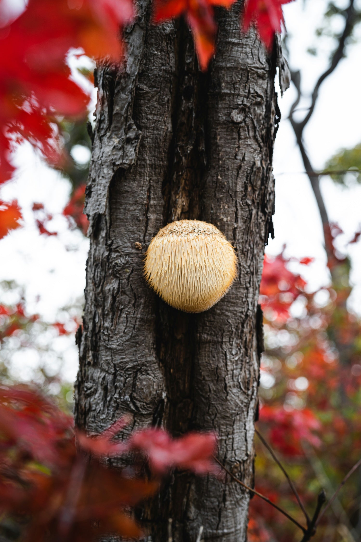 Lions mane mushroom