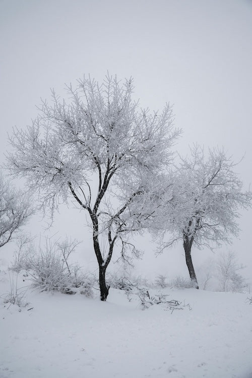 winter trees