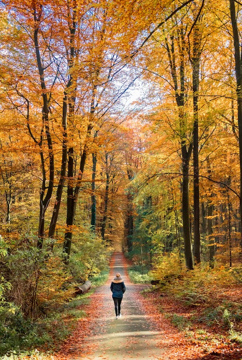 walking in nature is good for you